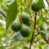 Butter Fruit Plant